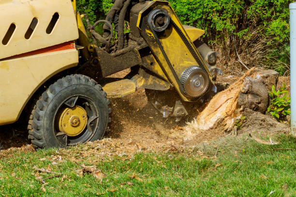 Reliable Manila, AR Tree Service Solutions